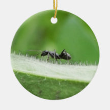 Big Black Ant Christmas Ornament