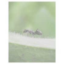 Big Black Ant Letterhead Template