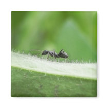 Big Black Ant Refrigerator Magnet
