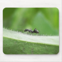 Big Black Ant Mouse Pads