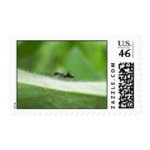 Big Black Ant Postage Stamp