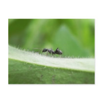 Big Black Ant Postcards