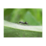 Big Black Ant Postcards