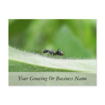 Big Black Ant Postcards