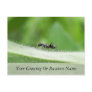 Big Black Ant Postcards