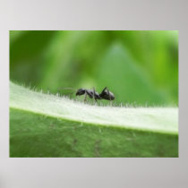 Big Black Ant Posters