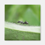 Big Black Ant Refrigerator Magnet