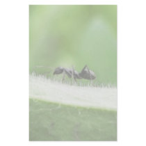 Big Black Ant Custom Stationery