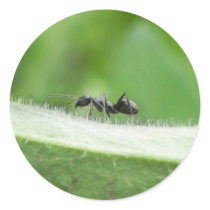 Big Black Ant Round Sticker