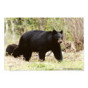 big black bear posters