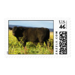 Big Black Bull Pretty Wildflowers - Toro - Taurus postage