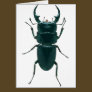 Big Black Dung Beetle