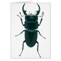 Big Black Dung Beetle cards by OutDoorWorld Big Black Dung Beetle cards