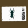 Big Black Dung Beetle