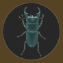 Big Black Dung Beetle