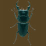 Big Black Dung Beetle