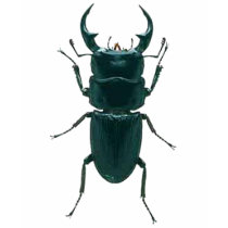 Big Black Dung Beetle t-shirts by OutDoorWorld Big Black Dung Beetle t-shirts