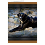 Big Black Pitbull Lab Cross Cards