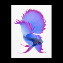 Big Blue Betta Fish postcards