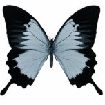 Big Blue &amp; Black Butterfly Acrylic Cut Outs