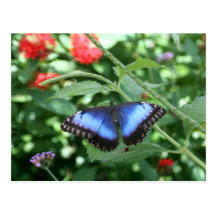 Big Blue Butterfly 2 Post Card