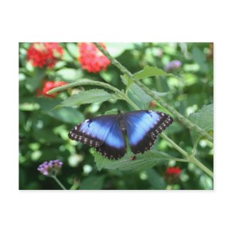Big Blue Butterfly 2 Postcard postcard