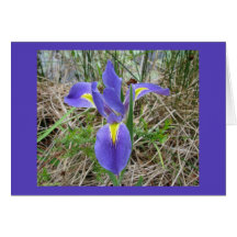 Big Blue Louisiana Iris Card