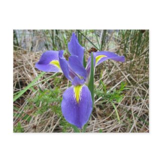 Big Blue Louisiana Iris postcard