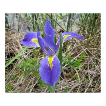 Big Blue Louisiana Iris print