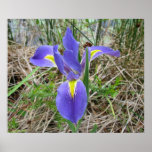Big Blue Louisiana Iris Print