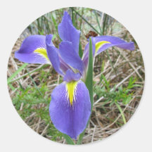 Big Blue Louisiana Iris Stickers