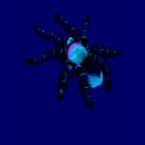 Big Blue Spider Shirt by Lotacats Big Blue Spider Shirt