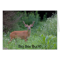 Big Boy Buck! cards
