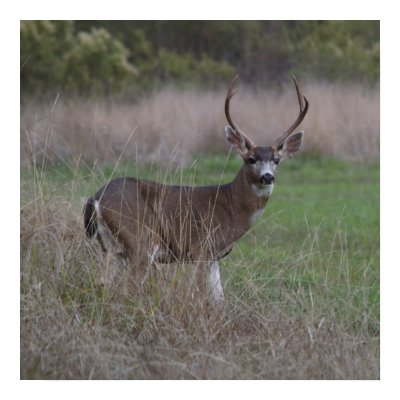 Big Buck Four-Pointer Poster by tracker8459
