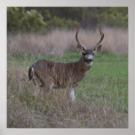 Big Buck Four-Pointer Poster