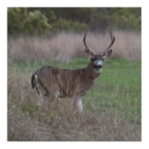 Big Buck Four-Pointer posters