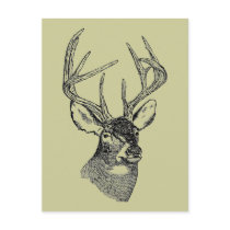BIG BUCK POSTCARD