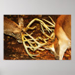 Big Bucks Battle Poster