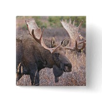 Big Bull Moose Buttons