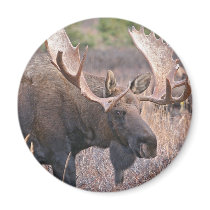 Big Bull Moose Refrigerator Magnets
