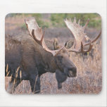 Big Bull Moose Mousepads