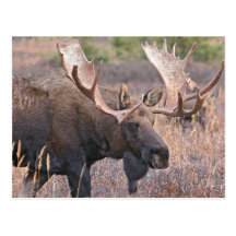 Big Bull Moose Post Cards