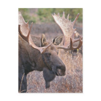Big Bull Moose Postcard