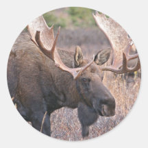 Big Bull Moose Round Stickers
