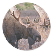 Big Bull Moose Round Stickers