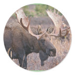 Big Bull Moose Stickers