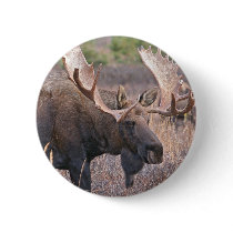 Big Bull ose Pinback Button