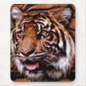 BIG CAT: Lion. Tiger, Panther Mouse Pads mousepads
