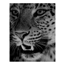 Big Cat posters by louisefahy Big Cat posters