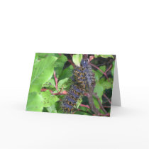 Big Caterpillar (3 inches long) cards